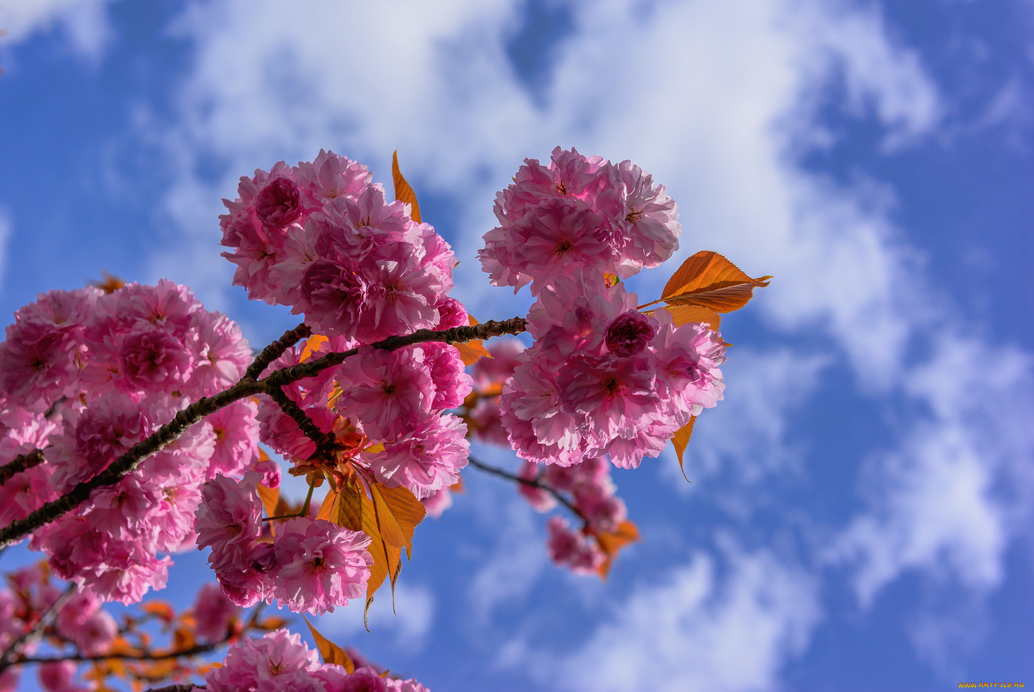 Blossom com. Цветы Сакуры. Весенние цветы. Красивые цветущие ветки.